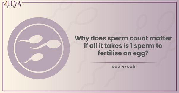 Why Does Sperm Count Matter If 1 Sperm Can Fertilise an Egg?